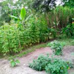 From Classroom to Canopy — MMU’s Forest Feed and Farm Concept
